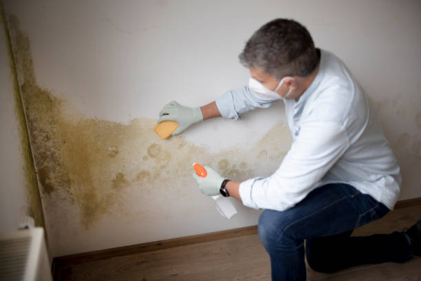 Best Industrial Mold Remediation  in Temple, GA
