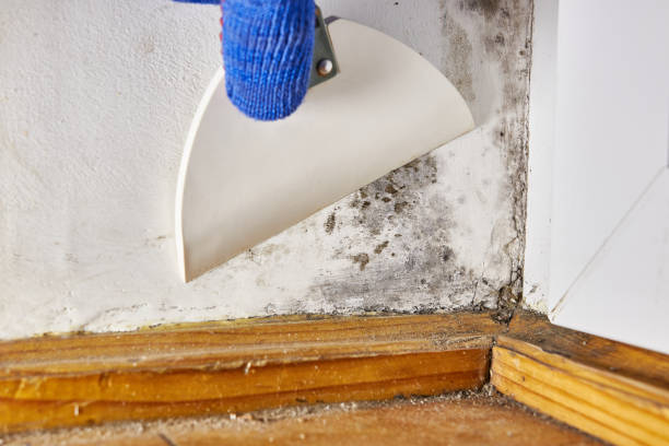 Best Basement Mold Removal  in Temple, GA